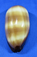 Talparia talpa